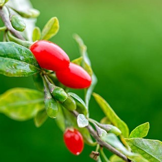 Οι ιδιότητες των Goji berries