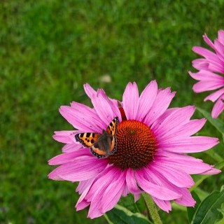 Η Εχινάκεια επηρεάζει το ανοσοποιητικό σύστημα