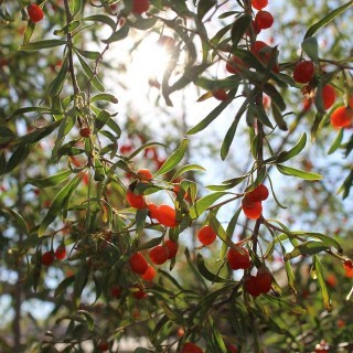 Δυσκοιλιότητα και goji berry