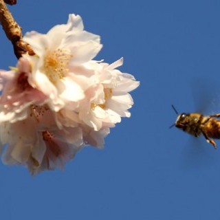 Τι παράγουν οι μέλισσες !