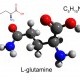 Οι λειτουργίες της γλουταμίνης